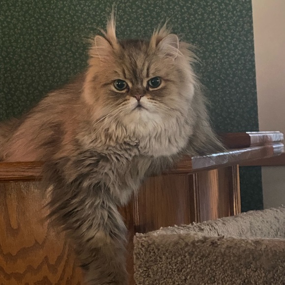 Meet your Posher, Sharon - Picture 2 of 16